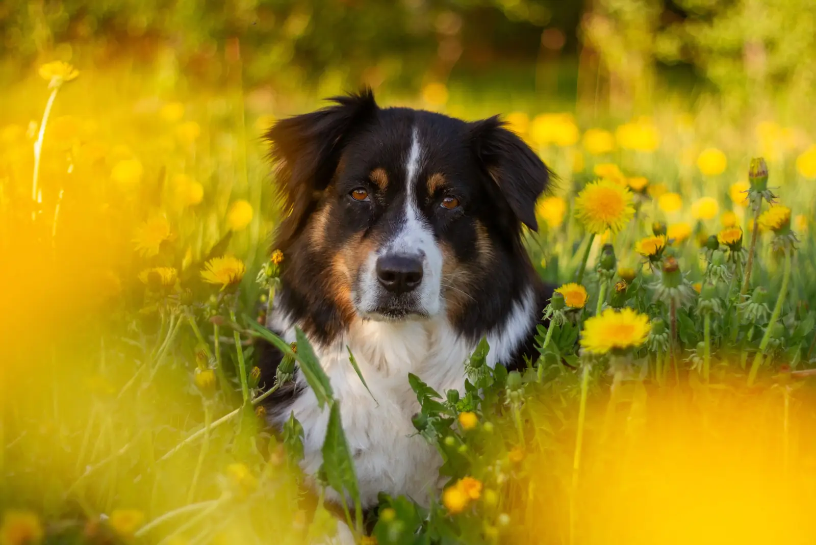 Dog in a summer meadow